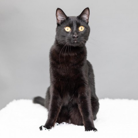 Buckwheat, an adoptable Domestic Short Hair in St. Paul, MN, 55119 | Photo Image 5