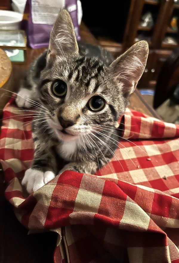 Gus Gus