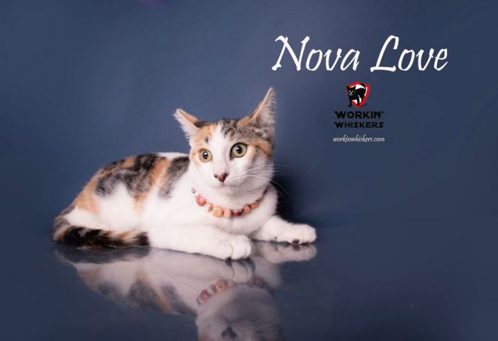 NOVA LOVE, an adoptable Tabby & Calico Mix in Canyon Lake, CA_image-1