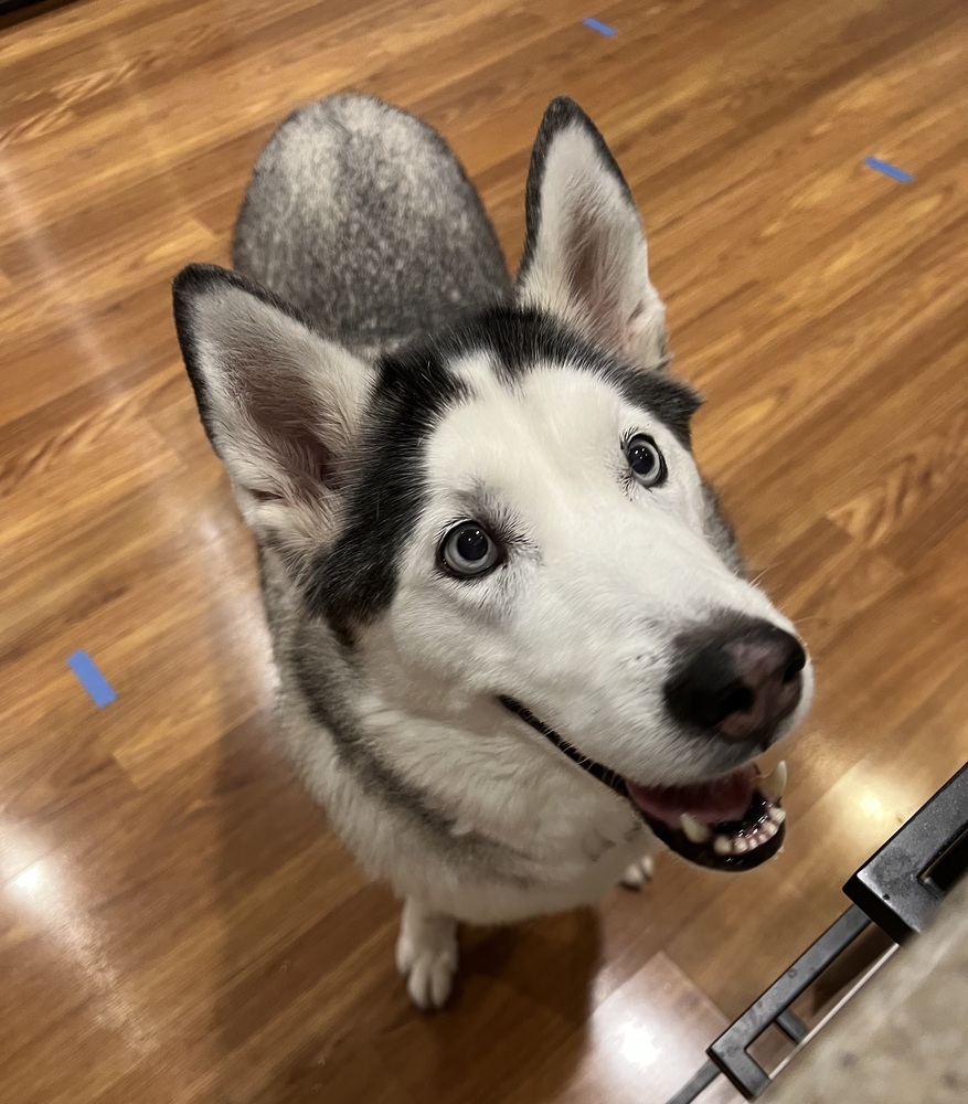 Chassie, an adoptable Husky in St. Petersburg, FL, 33732 | Photo Image 1