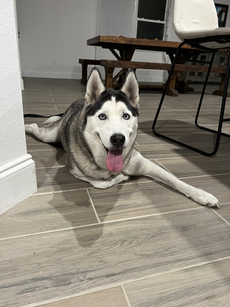 Chassie, an adoptable Husky in St. Petersburg, FL, 33732 | Photo Image 2
