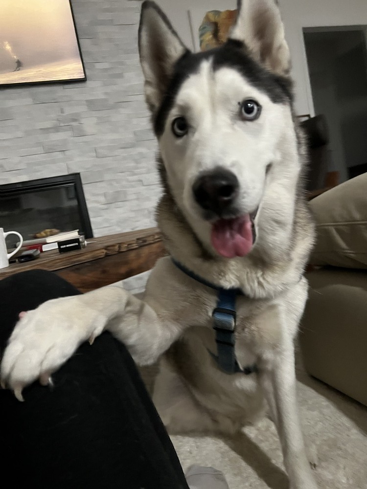 Chassie, an adoptable Husky in St. Petersburg, FL, 33732 | Photo Image 2