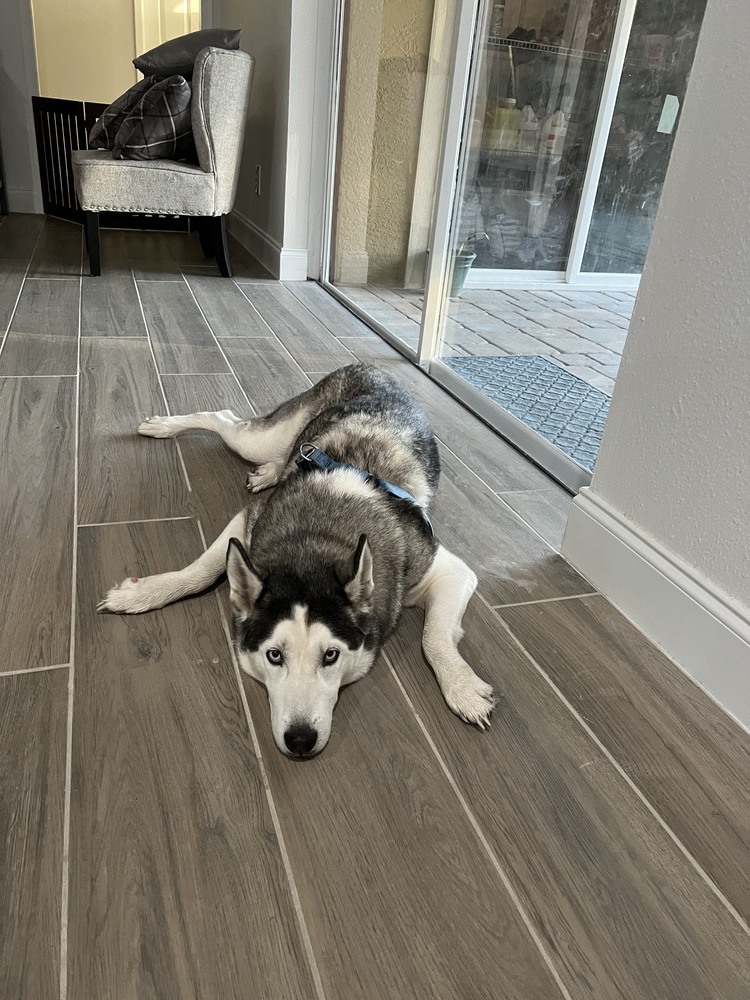 Chassie, an adoptable Husky in St. Petersburg, FL, 33732 | Photo Image 4