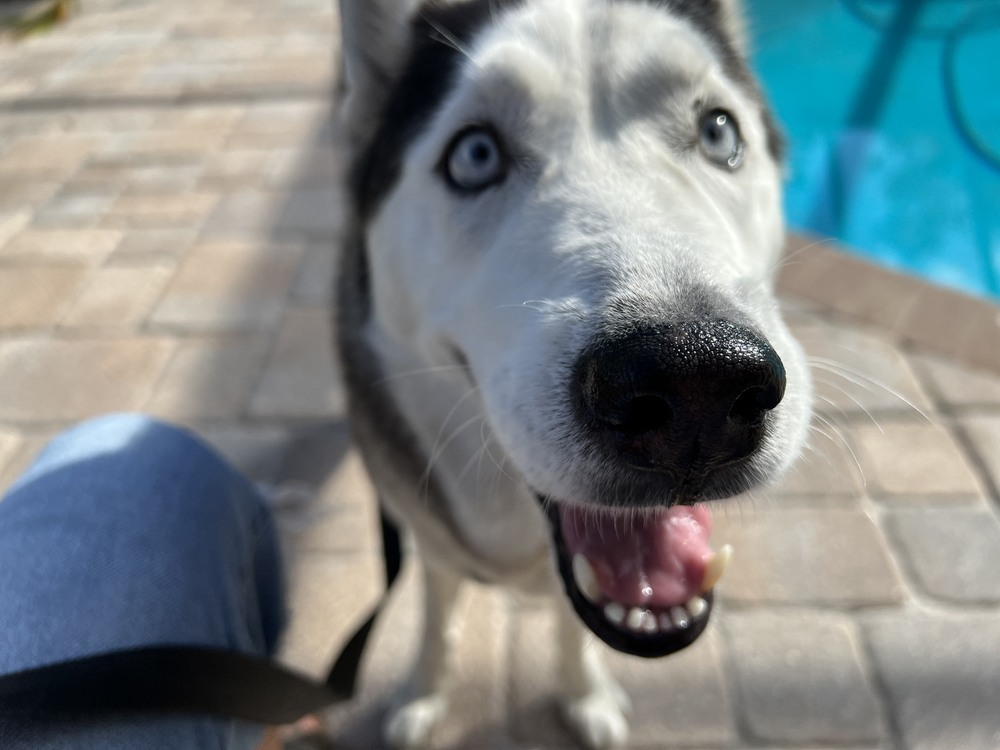 Chassie, an adoptable Husky in St. Petersburg, FL, 33732 | Photo Image 4