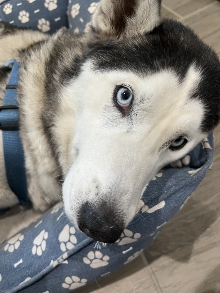 Chassie, an adoptable Husky in St. Petersburg, FL, 33732 | Photo Image 6