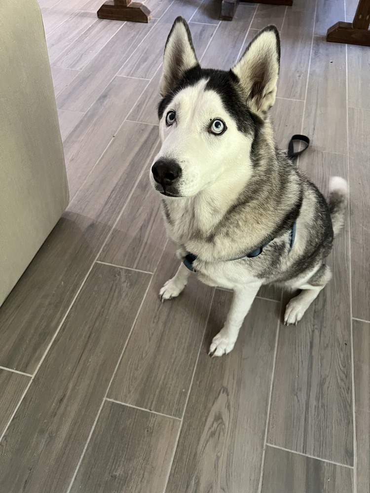 Chassie, an adoptable Husky in St. Petersburg, FL, 33732 | Photo Image 6