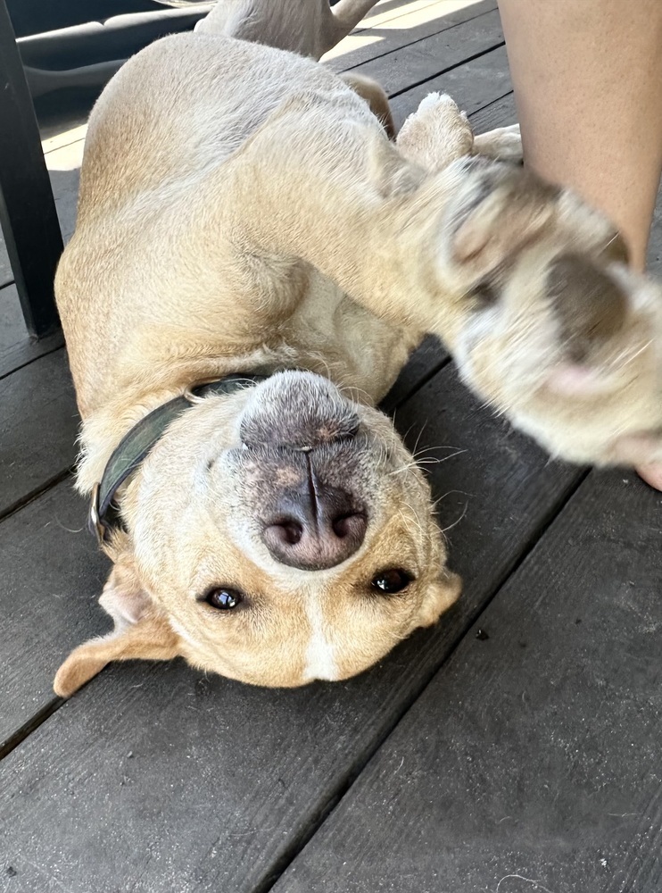 Riley, an adoptable Labrador Retriever in St. Petersburg, FL, 33732 | Photo Image 1