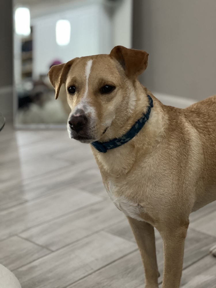 Riley, an adoptable Labrador Retriever in St. Petersburg, FL, 33732 | Photo Image 2