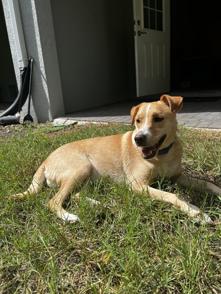 Riley, an adoptable Labrador Retriever in St. Petersburg, FL, 33732 | Photo Image 4