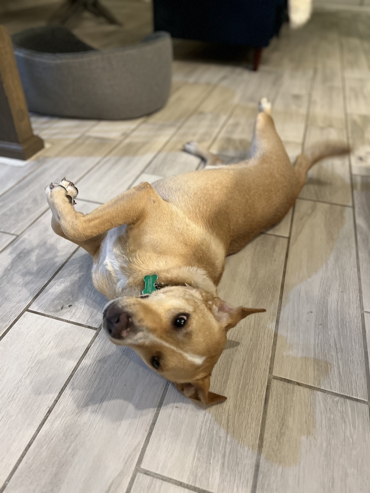 Riley, an adoptable Labrador Retriever in St. Petersburg, FL, 33732 | Photo Image 6