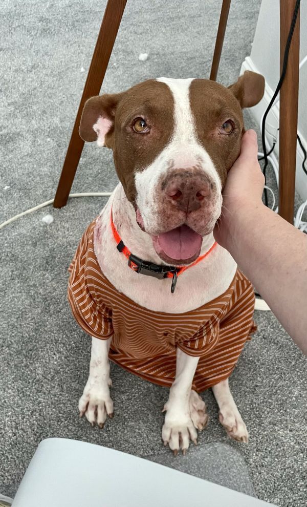 Macarena, an adoptable Pit Bull Terrier in St. Petersburg, FL, 33732 | Photo Image 1