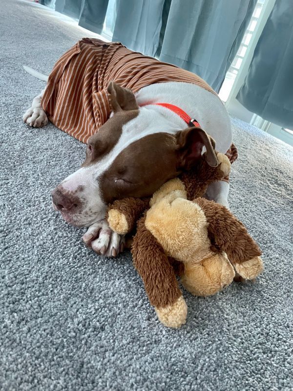 Macarena, an adoptable Pit Bull Terrier in St. Petersburg, FL, 33732 | Photo Image 2