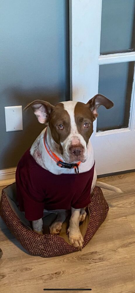Macarena, an adoptable Pit Bull Terrier in St. Petersburg, FL, 33732 | Photo Image 3