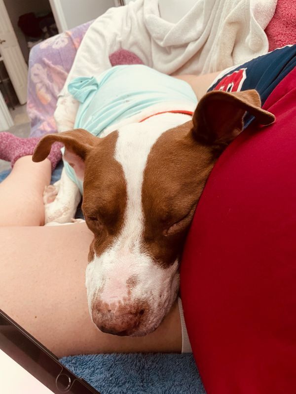 Macarena, an adoptable Pit Bull Terrier in St. Petersburg, FL, 33732 | Photo Image 5