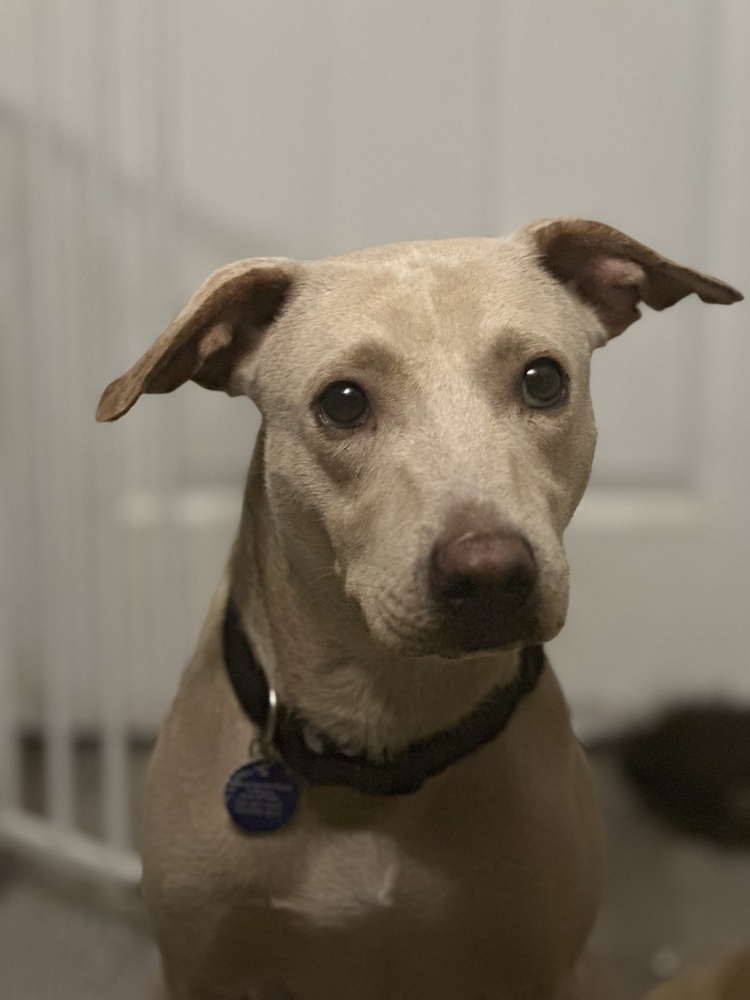 Mariano, an adoptable Labrador Retriever in St. Petersburg, FL, 33732 | Photo Image 2