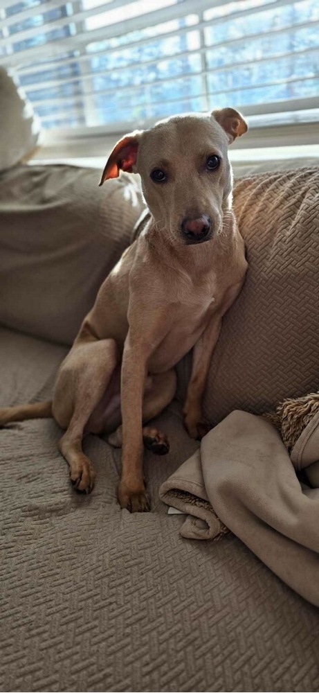 Mariano, an adoptable Labrador Retriever in St. Petersburg, FL, 33732 | Photo Image 3