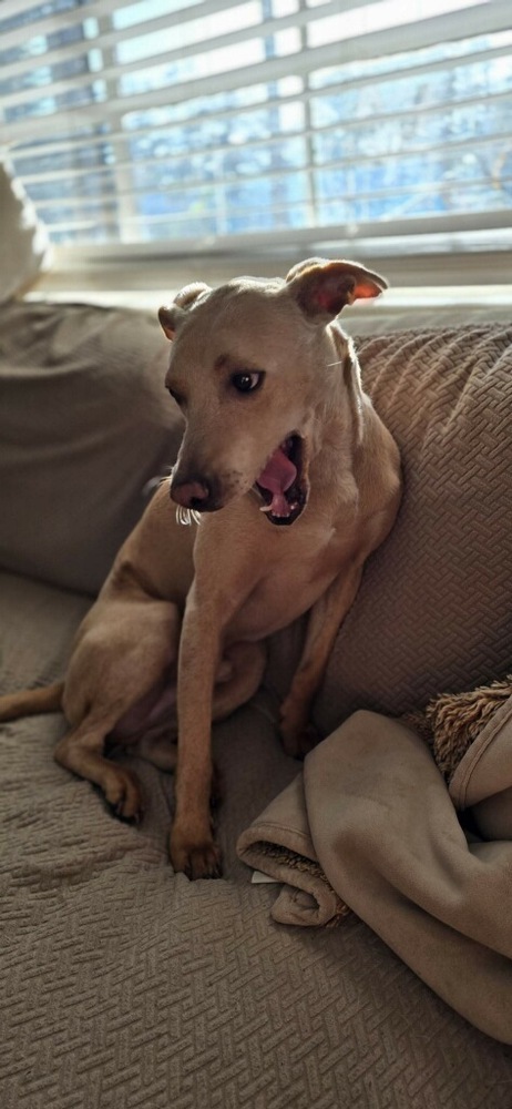 Mariano, an adoptable Labrador Retriever in St. Petersburg, FL, 33732 | Photo Image 4