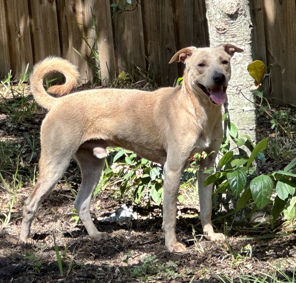 Mariano, an adoptable Labrador Retriever in St. Petersburg, FL, 33732 | Photo Image 5