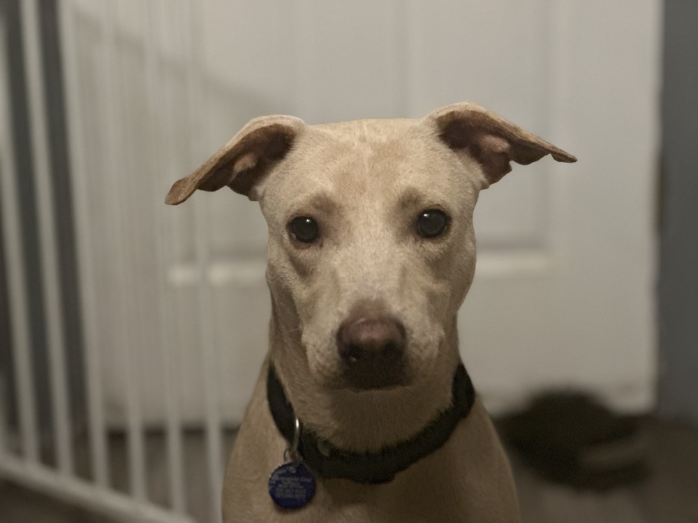 Mariano, an adoptable Labrador Retriever in St. Petersburg, FL, 33732 | Photo Image 6