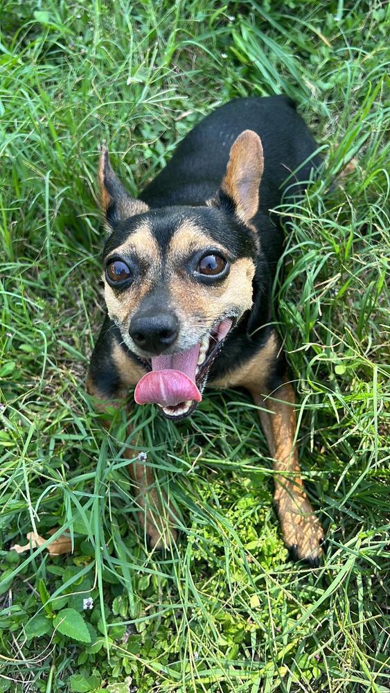 Princesa, an adoptable Chihuahua in St. Petersburg, FL, 33732 | Photo Image 1