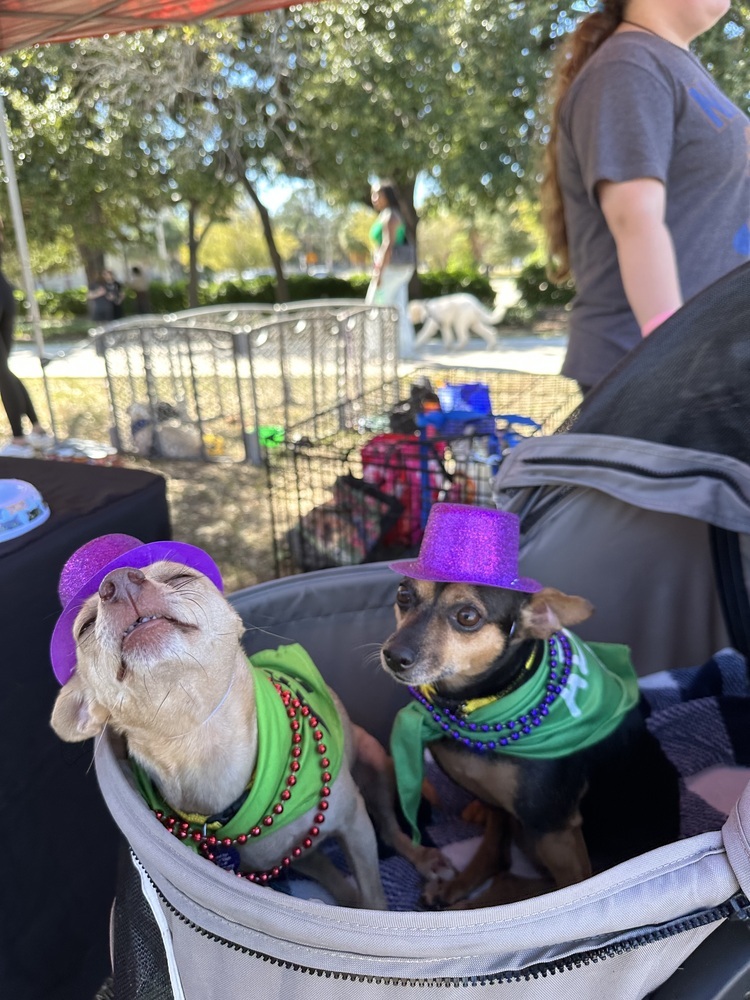 Princesa, an adoptable Chihuahua in St. Petersburg, FL, 33732 | Photo Image 3