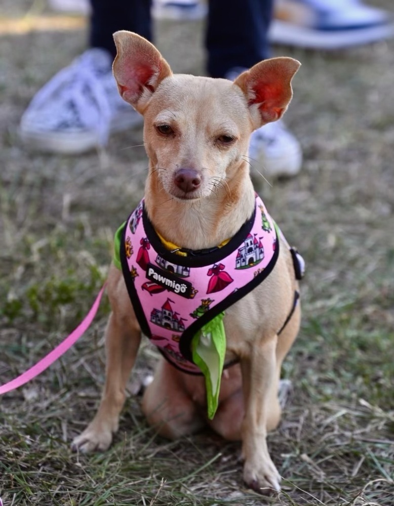 Princesa, an adoptable Chihuahua in St. Petersburg, FL, 33732 | Photo Image 4