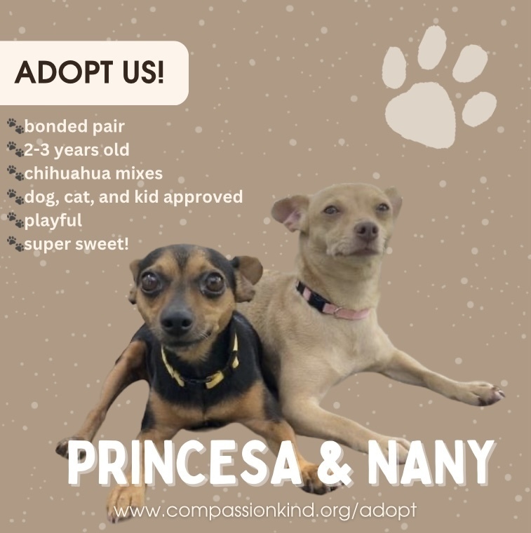 Princesa, an adoptable Chihuahua in St. Petersburg, FL, 33732 | Photo Image 6