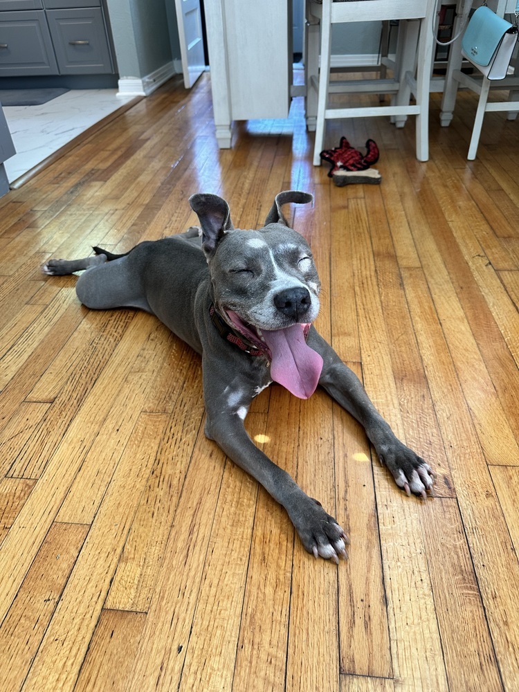 Luna, an adoptable American Staffordshire Terrier, Labrador Retriever in St. Petersburg, FL, 33732 | Photo Image 1