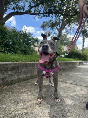 Luna, Adult Female American Staffordshire Terrier