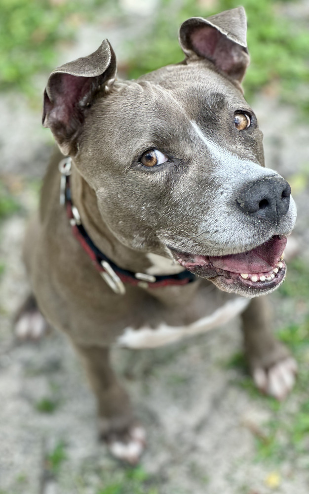 Luna, an adoptable American Staffordshire Terrier, Labrador Retriever in St. Petersburg, FL, 33732 | Photo Image 3