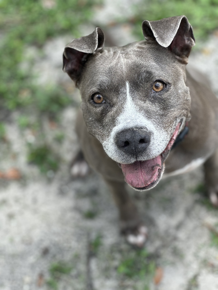 Luna, an adoptable American Staffordshire Terrier, Labrador Retriever in St. Petersburg, FL, 33732 | Photo Image 3