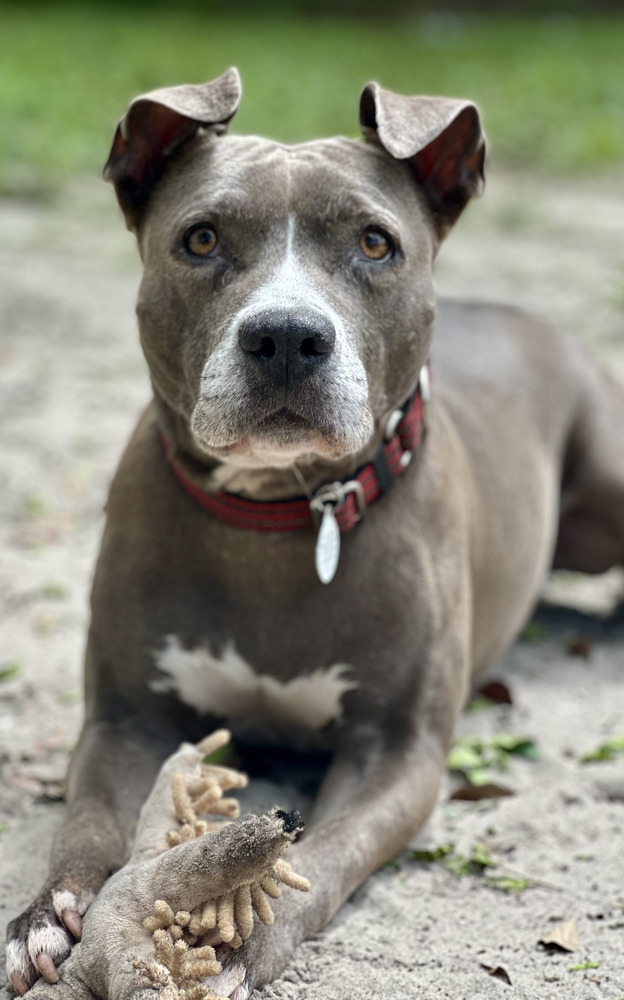 Luna, an adoptable American Staffordshire Terrier, Labrador Retriever in St. Petersburg, FL, 33732 | Photo Image 5