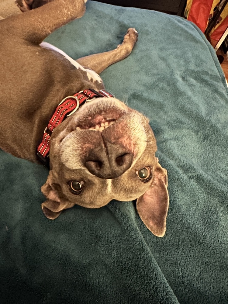 Luna, an adoptable American Staffordshire Terrier, Labrador Retriever in St. Petersburg, FL, 33732 | Photo Image 5