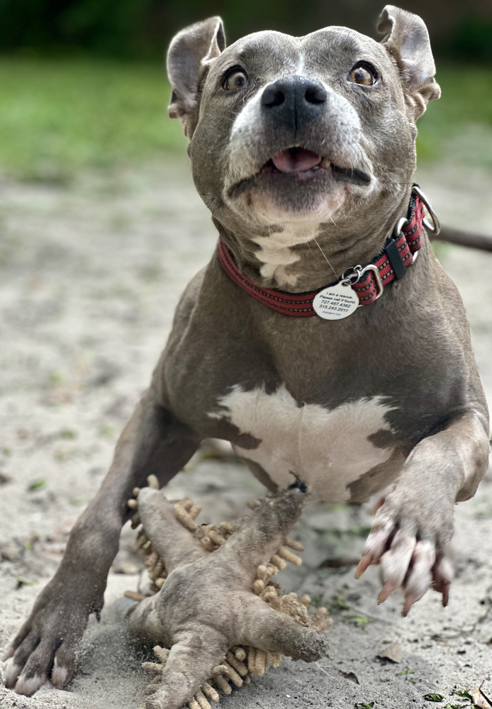 Luna, an adoptable American Staffordshire Terrier, Labrador Retriever in St. Petersburg, FL, 33732 | Photo Image 6