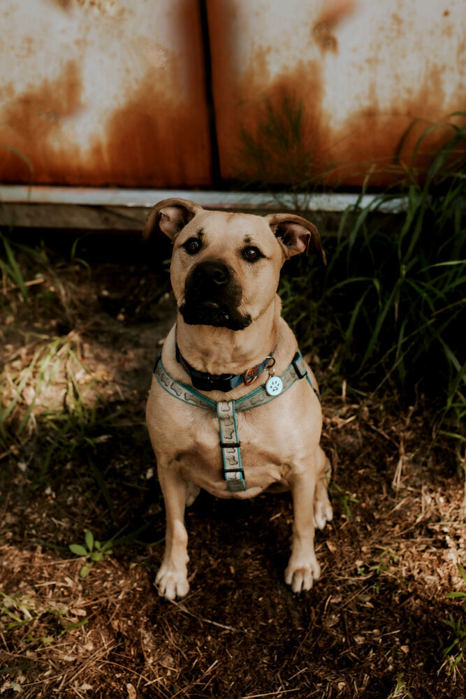Bodhi, an adoptable Black Mouth Cur, Labrador Retriever in St. Petersburg, FL, 33732 | Photo Image 1
