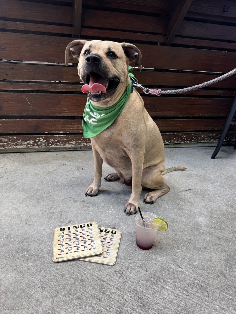 Bodhi, an adoptable Black Mouth Cur, Labrador Retriever in St. Petersburg, FL, 33732 | Photo Image 3