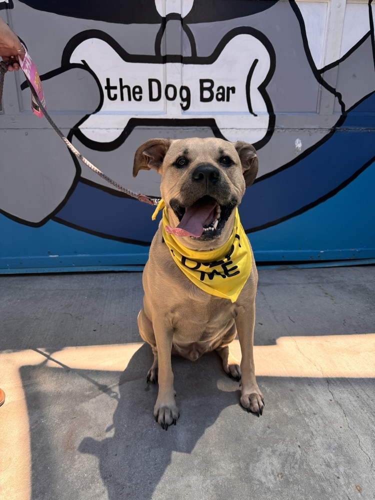 Bodhi, an adoptable Black Mouth Cur, Labrador Retriever in St. Petersburg, FL, 33732 | Photo Image 4