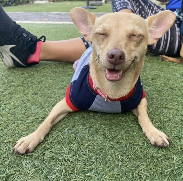 Nany, an adoptable Chihuahua in St. Petersburg, FL, 33732 | Photo Image 1