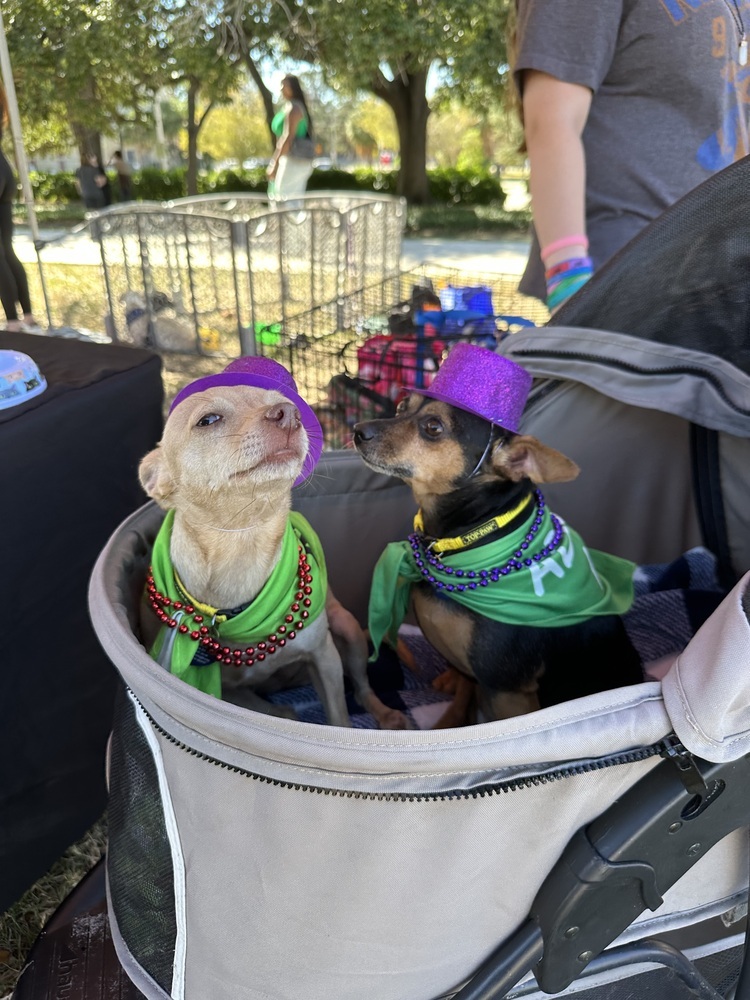 Nany, an adoptable Chihuahua in St. Petersburg, FL, 33732 | Photo Image 2