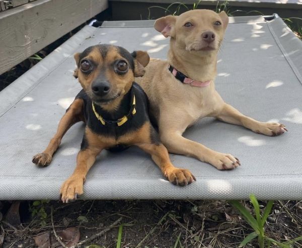 Nany, an adoptable Chihuahua in St. Petersburg, FL, 33732 | Photo Image 3