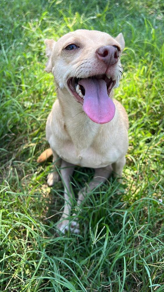 Nany, an adoptable Chihuahua in St. Petersburg, FL, 33732 | Photo Image 4