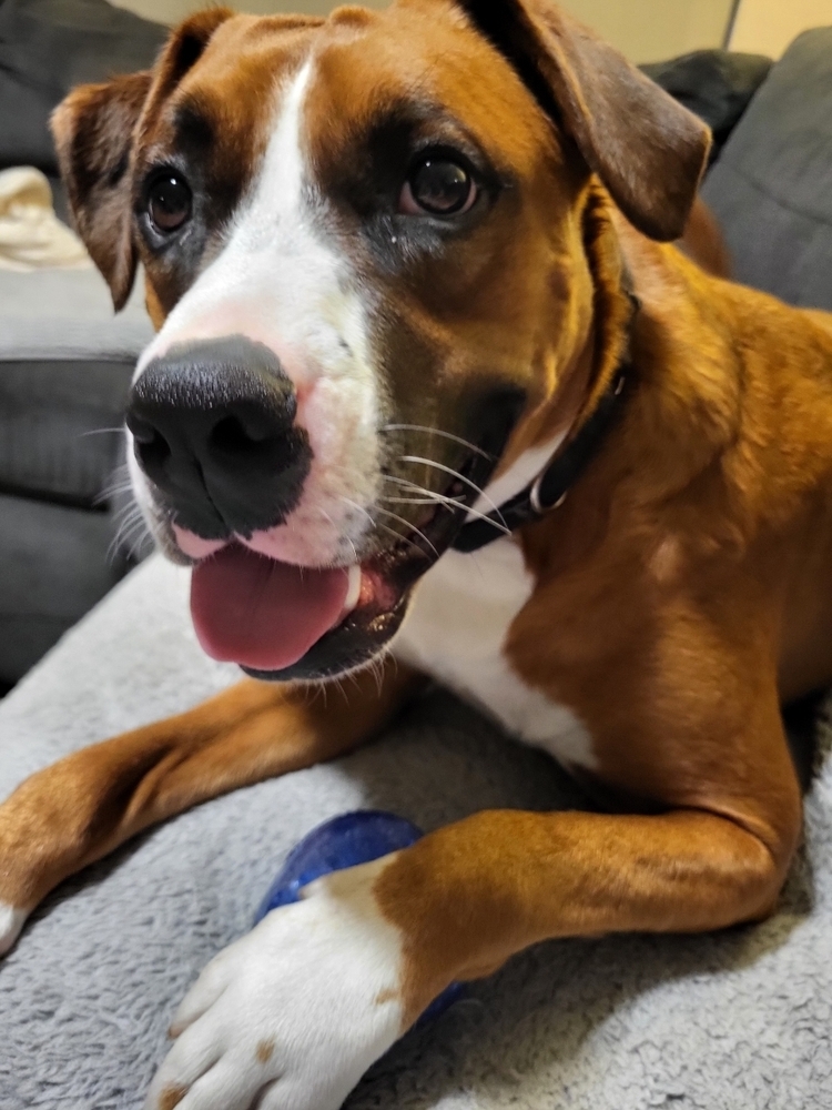 George, an adoptable Boxer in St. Petersburg, FL, 33732 | Photo Image 2
