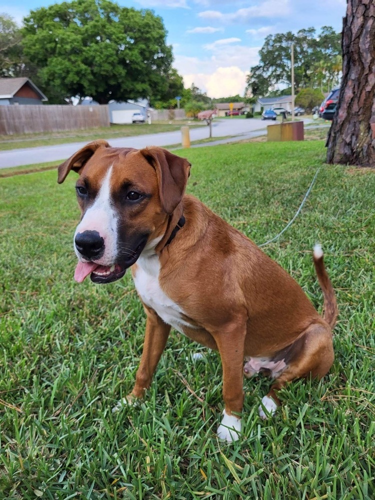 George, an adoptable Boxer in St. Petersburg, FL, 33732 | Photo Image 3