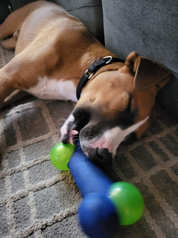 George, an adoptable Boxer in St. Petersburg, FL, 33732 | Photo Image 4