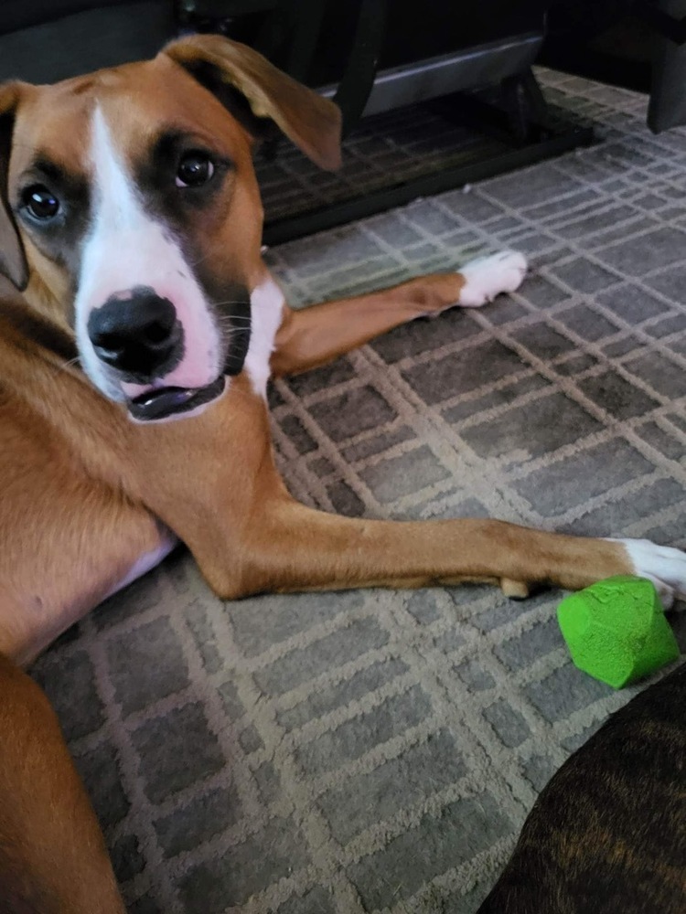 George, an adoptable Boxer in St. Petersburg, FL, 33732 | Photo Image 5