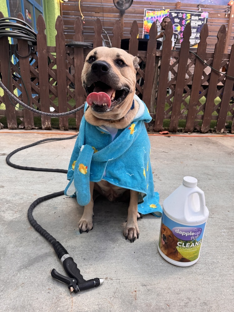 Bodhi, an adoptable Black Mouth Cur, Labrador Retriever in St. Petersburg, FL, 33732 | Photo Image 4