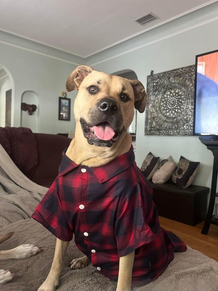 Bodhi, an adoptable Black Mouth Cur, Labrador Retriever in St. Petersburg, FL, 33732 | Photo Image 5