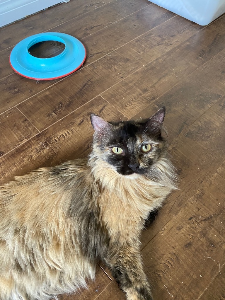 Chrysanthemum, an adoptable Domestic Long Hair in Calgary, AB, T3S 0C5 | Photo Image 6