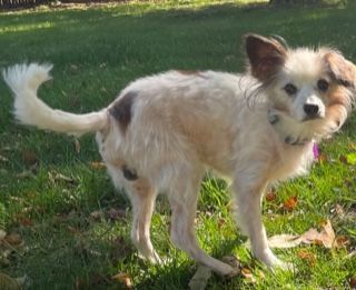 Pete, an adoptable Papillon in High View, WV, 26808 | Photo Image 1
