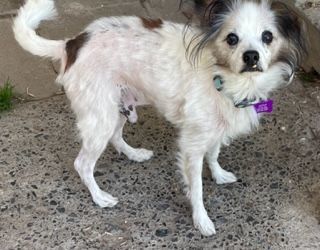 Pete, an adoptable Papillon in High View, WV, 26808 | Photo Image 2
